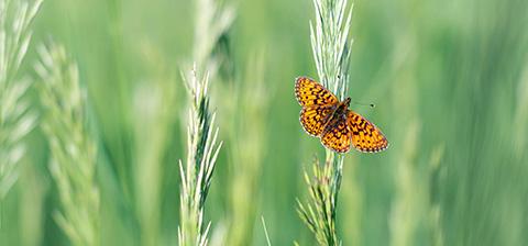 Butterfly on blades of grass